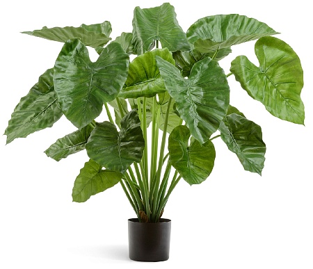 Алоказия Калидора куст большой в-95 см 2/2 20.5550...