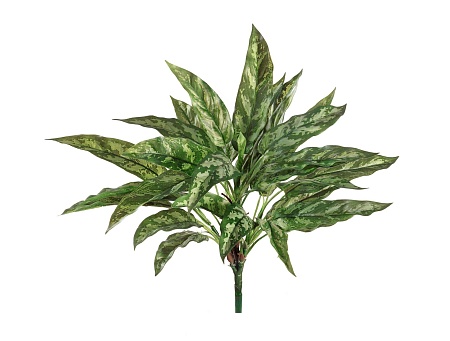 Куст Сильвер Квин 20.1119N