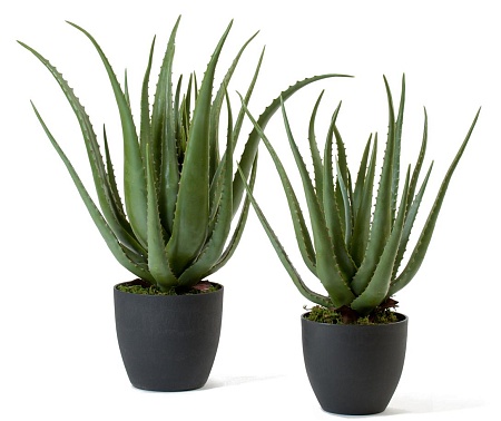 Алоэ куст в горшке 20.071612