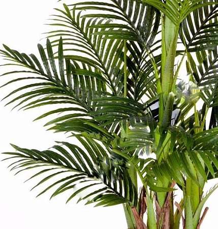 Пальма Арека Бетель 5 стволов 10.071408