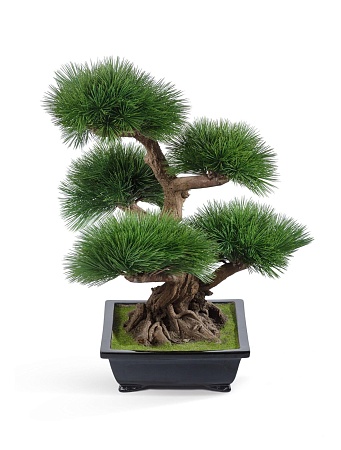 Бонсай Сосна Элит в керамическом кашпо 10.46202N