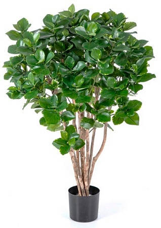 Клузия древовидная куст в-110 см 2/2 10.51304N