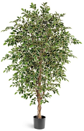 Фикус Фолиа зеленый  10.33204N