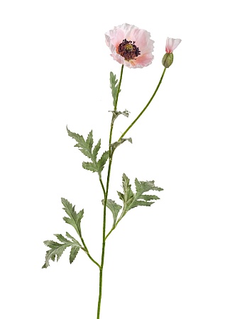 Мак восточный светло-розовый 30.03110115LP