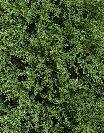 Кипарис Тауэр уличный новый 10.56004N