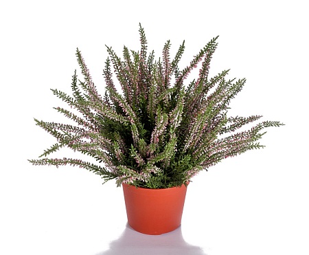 Эрика (вереск) большой куст нежно-розовый 20.5938N