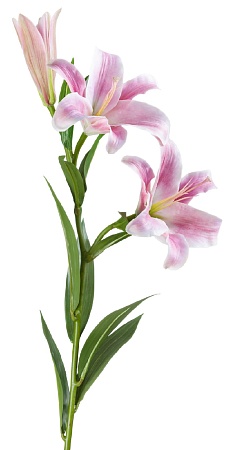 Лилия Донателло ветвь нежно-розовая с белым 30.061...