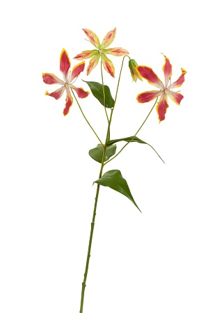 Глориоза ветка темно-розовая с желтым 3 цветка 1 б...