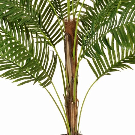 Пальма Арека Парадиз 10.11635N