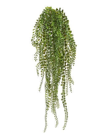 Пилея Глаукофилла зеленая ампельная  20.0218062N