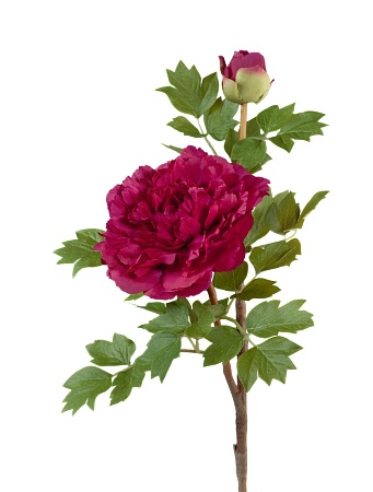 Пион бордовый ветвь малая 30.0613123RD