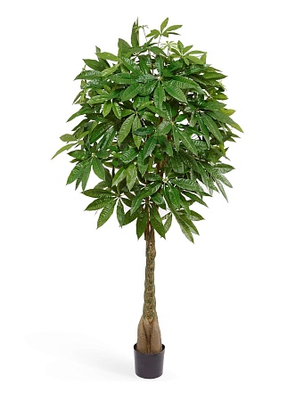 Пахира на витом стволе (косичка) 10.58606N