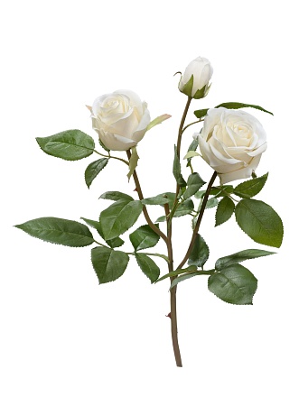 Роза Флорибунда Мидл ветвь белая 30.0611065WH