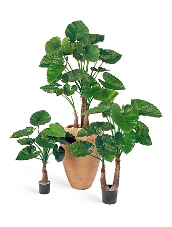 Алоказия Калидора 10.55603N