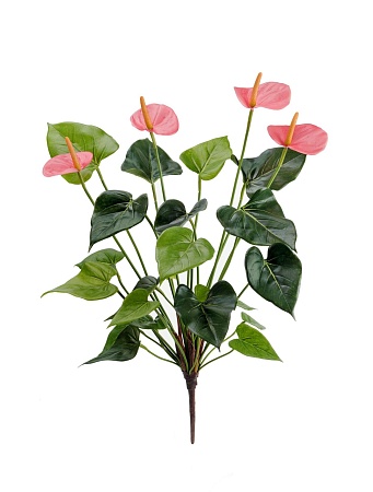 Антуриум куст де люкс нежно-розовый 20.1108PK