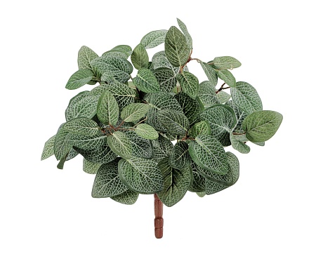 Тини Кордилина бело-зеленая 20.1067N