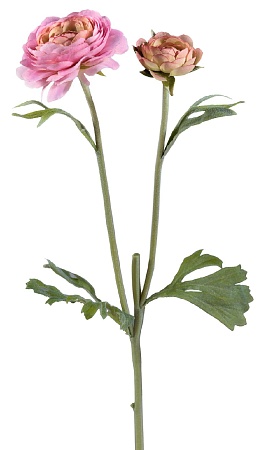 Ранункулус розовый 30.0610041PK