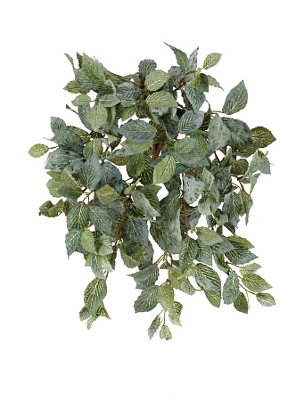 Фиттония  Свит ампельная припыленная 20.1382L