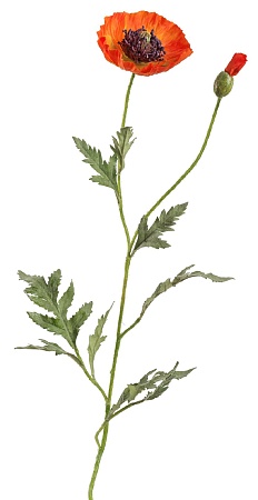 Мак восточный оранжевый 30.03110115OR