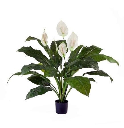 Спацифилум Королевский 20.1018N