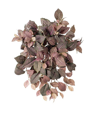 Фиттония Свит ампельная зелено-розовая 20.1385PL