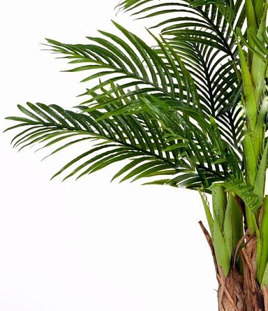 Пальма Арека Катеху 10.071409