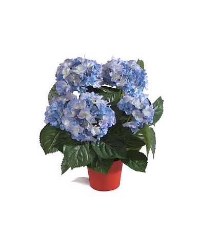 Гортензия куст темно-голубой в горшке 20.6250BL