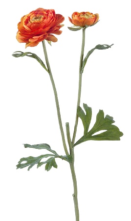 Ранункулус золотисто-оранжевый 30.0610041OR