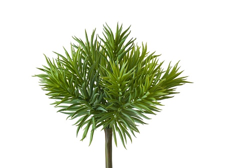 Суккулент Крассула игольчатая куст светло-зелный 2...