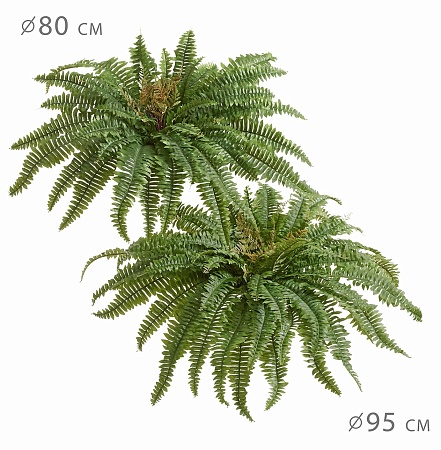 Папоротник Бостон (39 листов) 20.1371N
