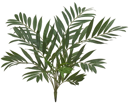 Пальма Хамедорея куст в-75 см 6/36 20.1025N