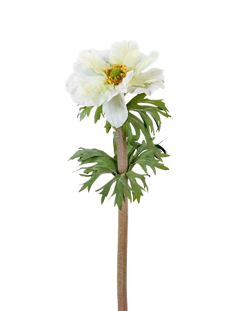 Анемон белый  30.0610014WH