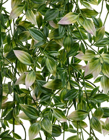 Традесканция зелёная с розовым ампельная (пластик)...