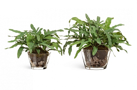 Rabbit Foot в стеклянной вазе с мхом, ...