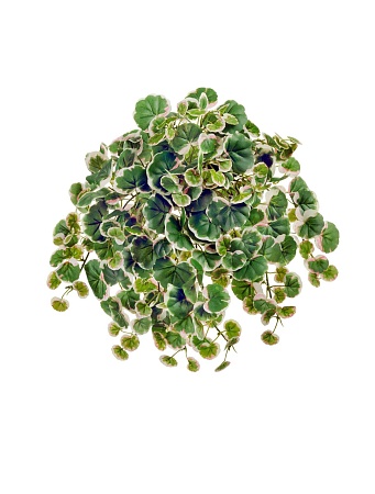 Дэнс Страуберри бело-зеленая с розовым ампельный 2...