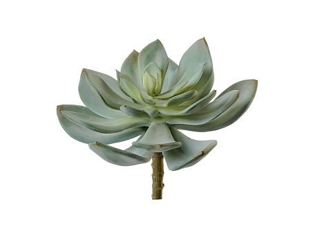 Суккулент Эхеверия Гиббифлора светло-зеленая припы...