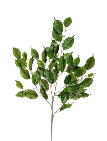 Ветка фикуса Бенжамина  20.1618N