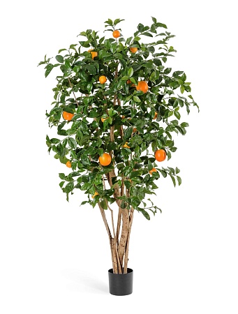 Апельсиновое дерево с плодами  10.40306N