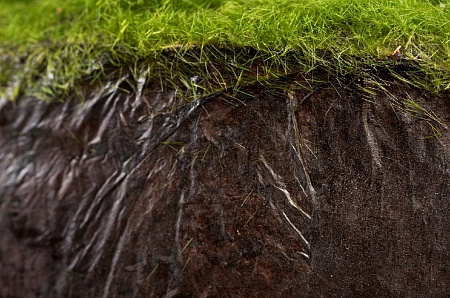 Орхидея Цимбидиум куст белый 3 ветки с имитацией з...