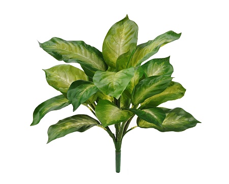 Диффенбахия золотая куст 20.1440NY