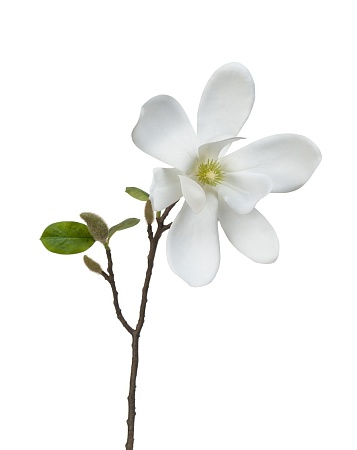 Магнолия белая ветвь малая 30.0613152SM