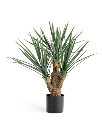 Юкка Рострата Мини 3 ствола 10.47802N