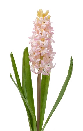 Гиацинт розовый  30.03070001/1