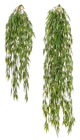 Бамбук ампельный 20.1415N