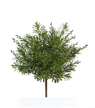 Кроссостефиум (Миллер) зеленый куст с фиолет.завяз...