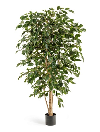 Фикус Бенжамина Нитида 10.30207N