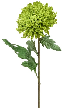 Хризантема Шамрок зеленая 30.0611095GR