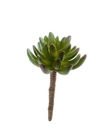 Суккулент Синокрассула зеленая 20.091819N