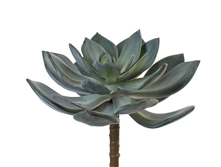 Суккулент Эхеверия Гиббифлора темно-зеленая припыл...