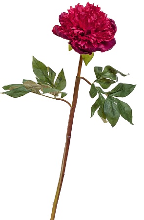 Пион махровый бордовый в-60 см 1цветок д-13 см 12/...